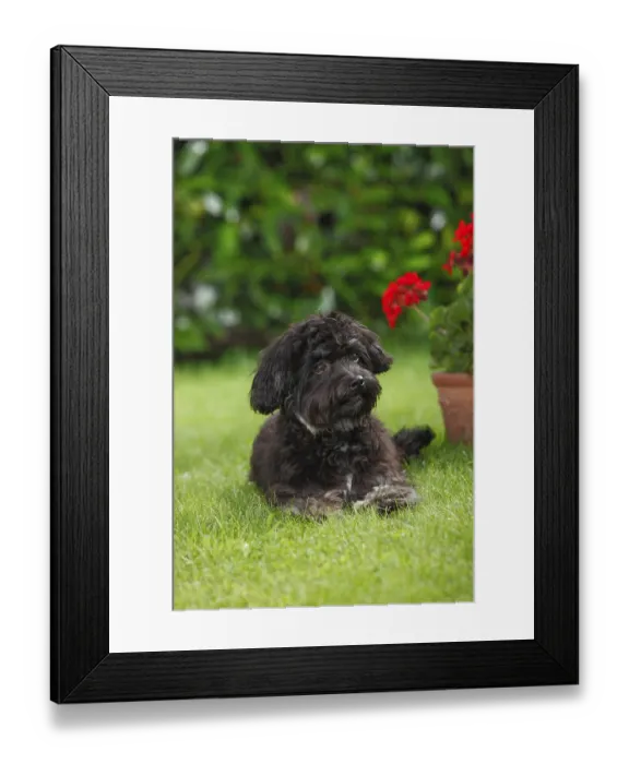 Framed Print : Bolonka Zwetna, young male, 7 months Framed Print : Bolonka Zwetna, young male, 7 months