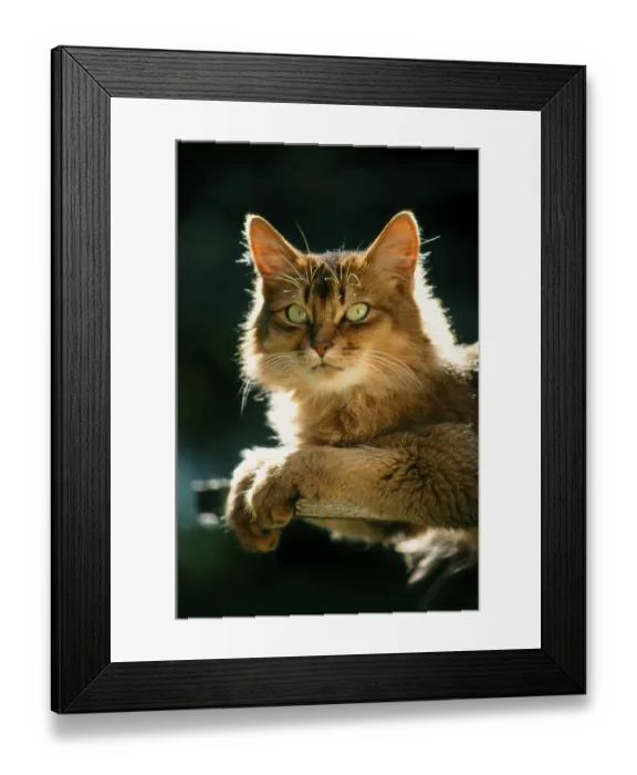 Framed Print : Somali cat Framed Print : Somali cat