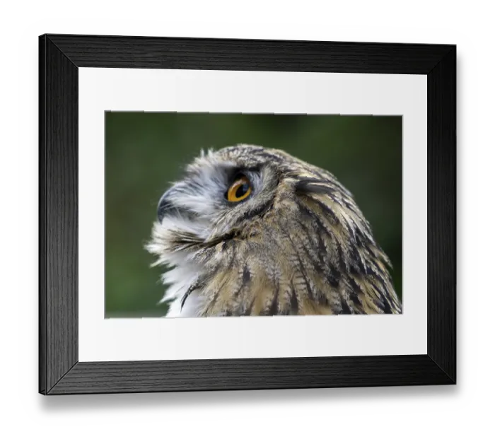Framed Print : Eurasian Eagle-Owl (Bubo bubo) Framed Print : Eurasian Eagle-Owl (Bubo bubo)