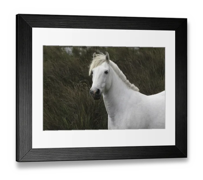 Framed Print : Camargue Horse, Portrait of Adult