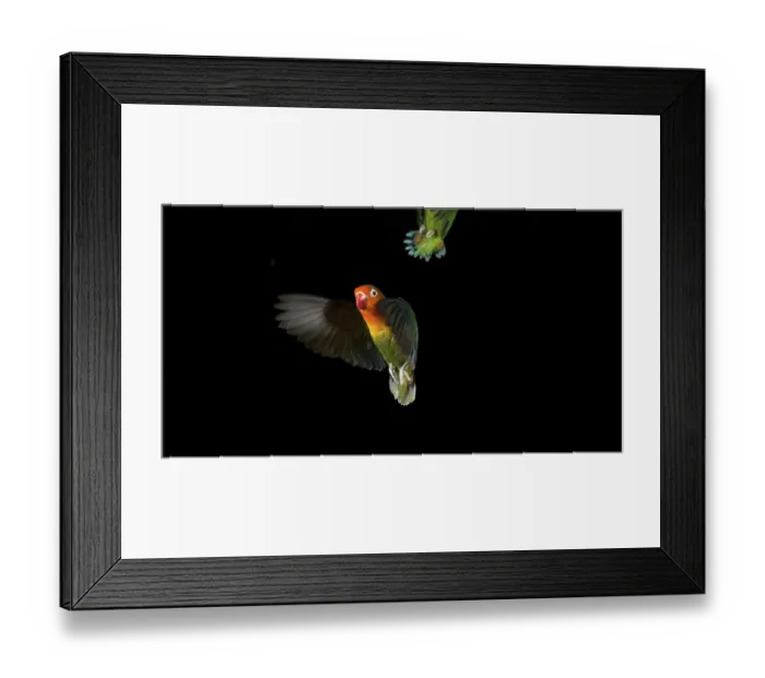Framed Print : Fischer's Lovebird (agapornis fischeri) Framed Print : Fischer's Lovebird (agapornis fischeri)