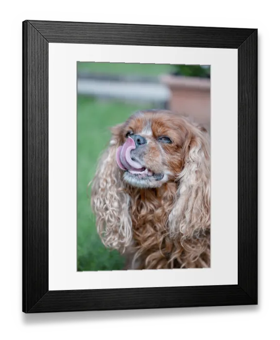 Framed Print : Brown Cavalier King Charles Spaniel with tongue sticking out on a green lawn Framed Print : Brown Cavalier King Charles Spaniel with tongue sticking out on a green lawn