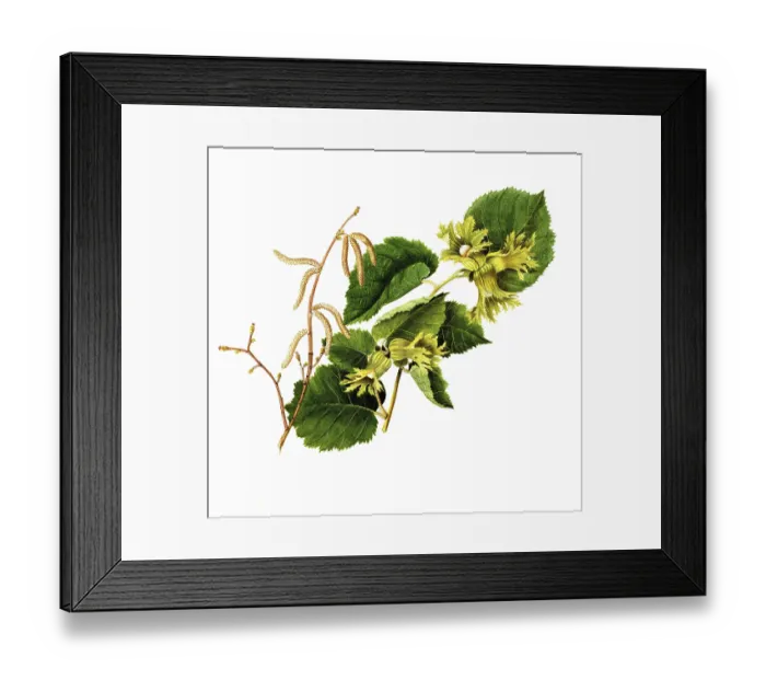 Framed Print : Corylus americana, American hazelnut