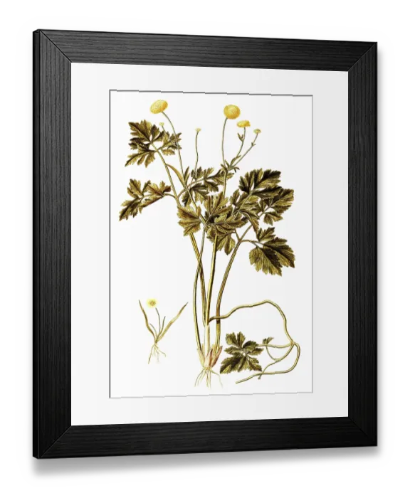 Framed Print : Ranunculus repens, Double Creeping Buttercup