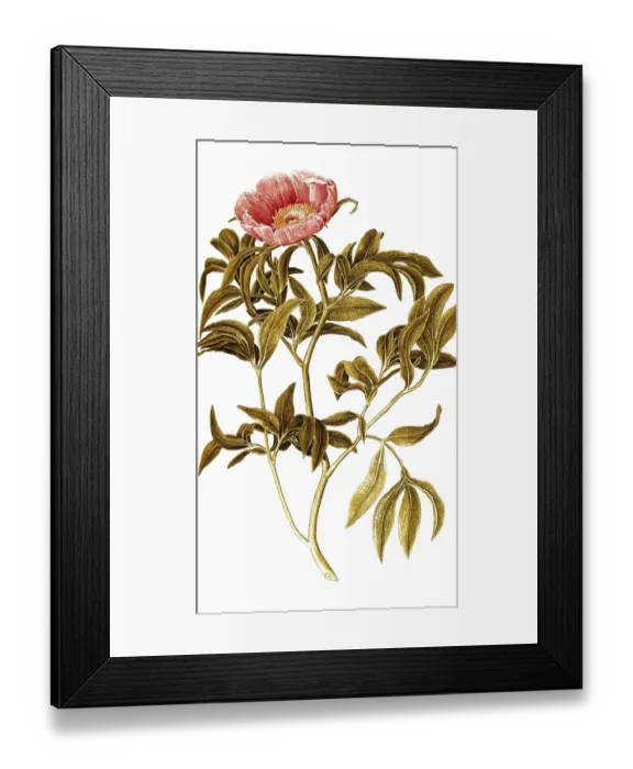 Framed Print : Common Peony, Paeonia officinalis