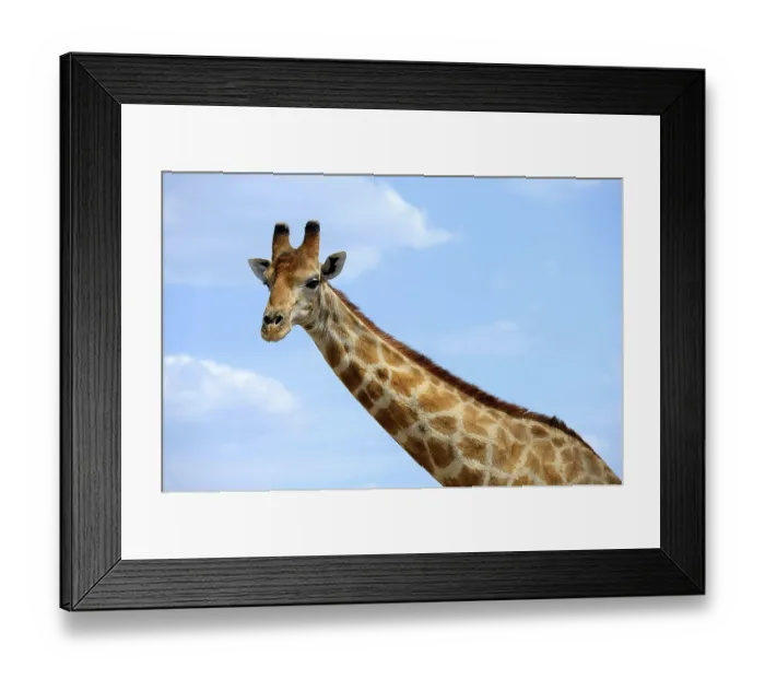 Framed Print : Angolan Giraffe (Giraffa camelopardalis angolensis) Etosha National Park