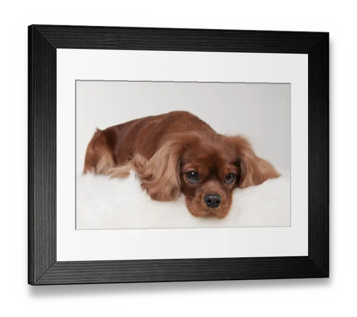 Framed Print : Cavalier King Charles Spaniel, bitch, ruby red