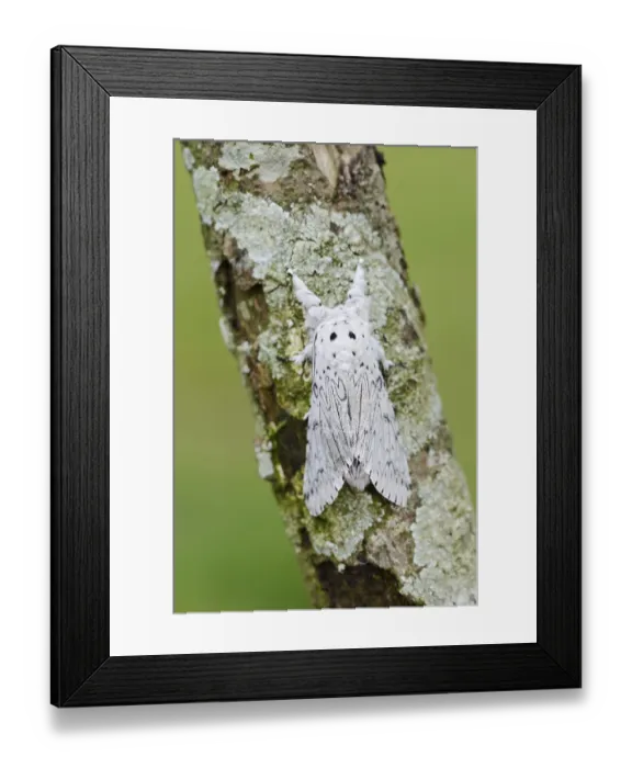 Framed Print : Cerura erminea or ermine moth (Cerura erminea) Framed Print : Cerura erminea or ermine moth (Cerura erminea)