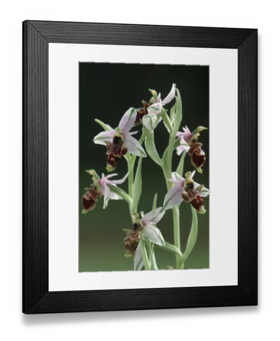 Framed Print : Woodcock Orchid, Andalusia, Spain (Ophrys scolopax scolopax)