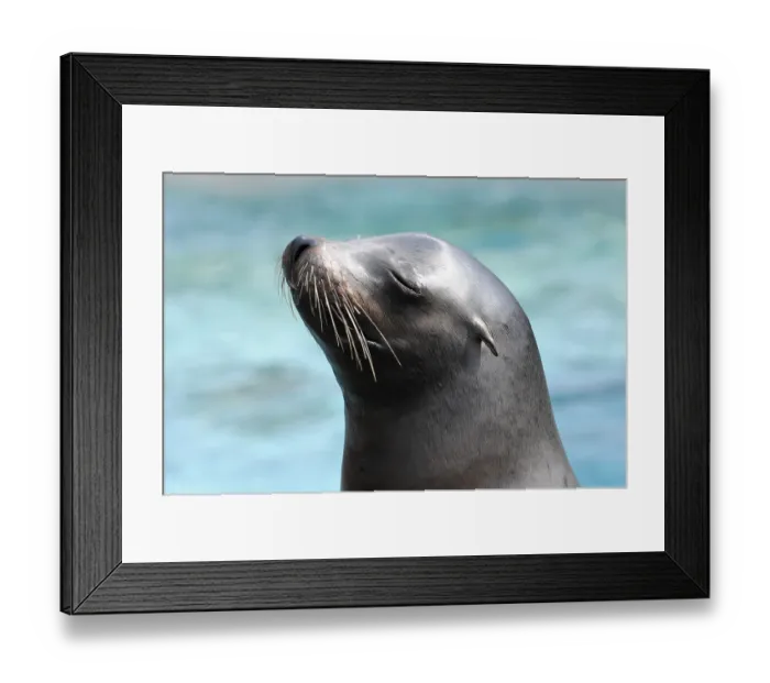 Framed Print : Californian Sea Lion (Zalophus californianus)