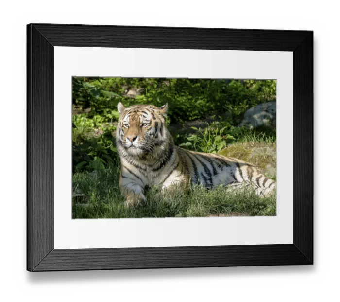 Framed Print : Amur Tiger (Panthera tigris altaica) is lying on the ground Framed Print : Amur Tiger (Panthera tigris altaica) is lying on the ground