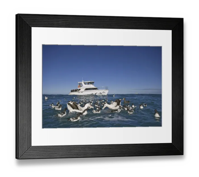 Framed Print : Gibson's Antipodean Albatross (Diomedea antipodensis gibsoni) Framed Print : Gibson's Antipodean Albatross (Diomedea antipodensis gibsoni)