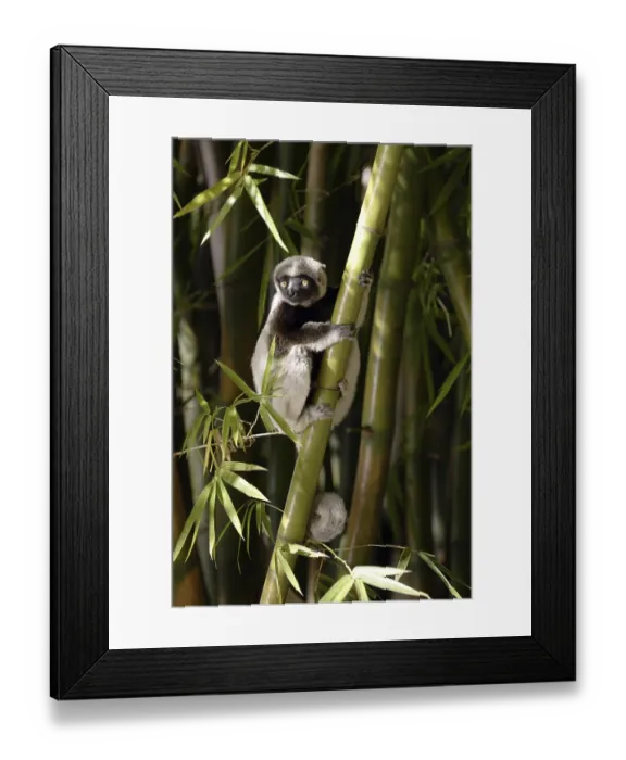Framed Print : Crowned Sifaka (Propithecus verreauxi coronatus) Framed Print : Crowned Sifaka (Propithecus verreauxi coronatus)