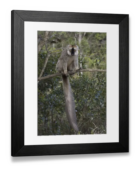 Framed Print : Red-fronted Lemur, Red-fronted Brown Lemur or Southern Red-fronted Brown Lemur (Eulemur rufifrons)