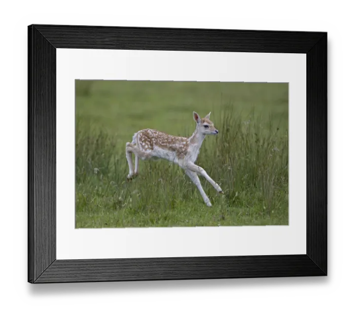 Framed Print : Fallow Deer (Dama dama), fawn, running