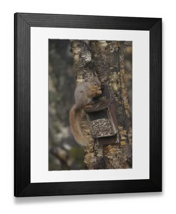 Framed Print : Eurasian Red Squirrel (Sciurus vulgaris)