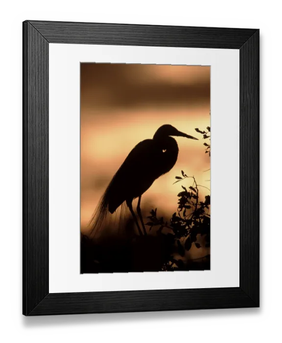 Framed Print : Great egret (Egretta alba) South Venice