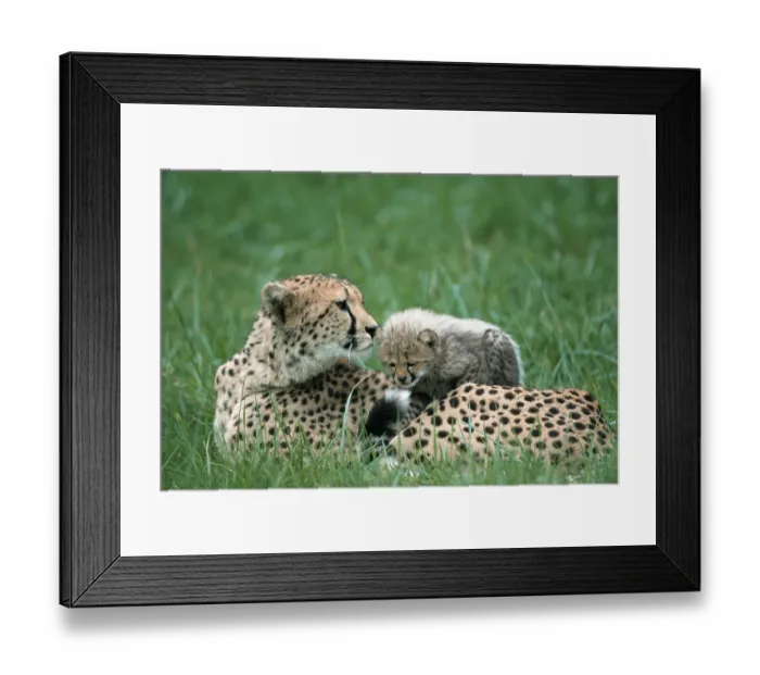 Framed Print : Cheetah (Acinonyx jubatus) with young