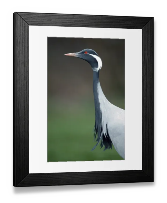 Framed Print : Demoiselle Crane (Anthropoides virgo) (Grus virgo)