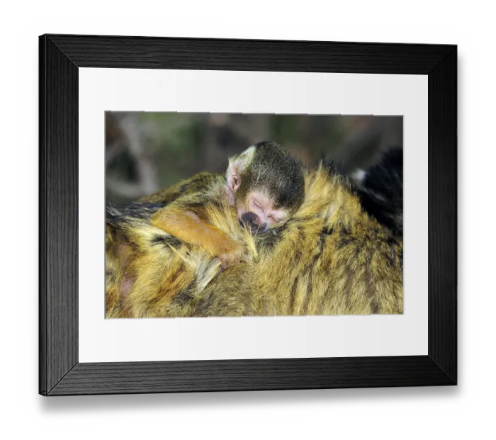 Framed Print : Black-headed squirrel monkey, juvenile Framed Print : Black-headed squirrel monkey, juvenile