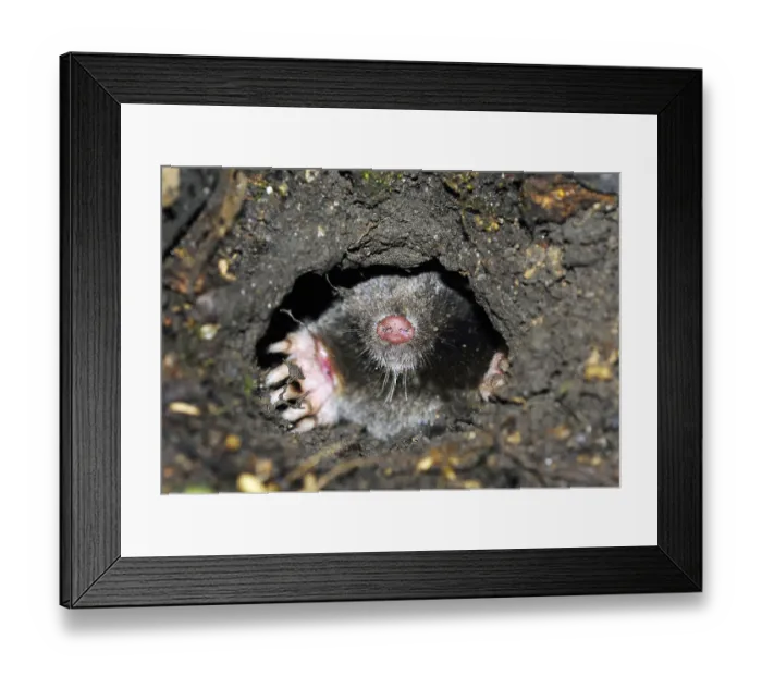 Framed Print : European Mole (Talpa europaea) Framed Print : European Mole (Talpa europaea)