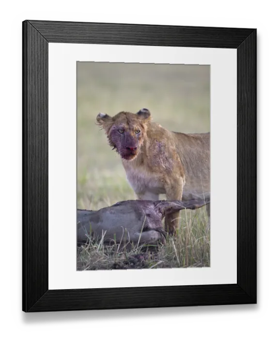 Framed Print : African Lion Lion, lions, predators
