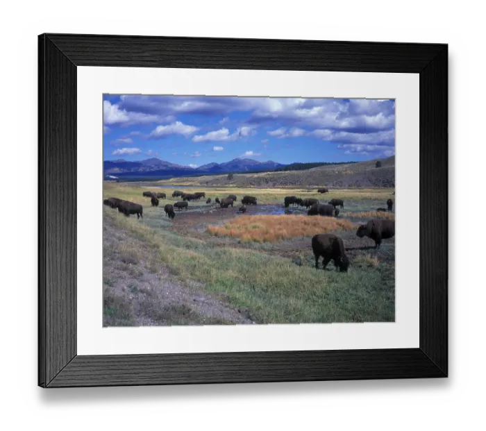 Framed Print : Yellowstone (S) Bison (Bison bison) in Hayden Valley