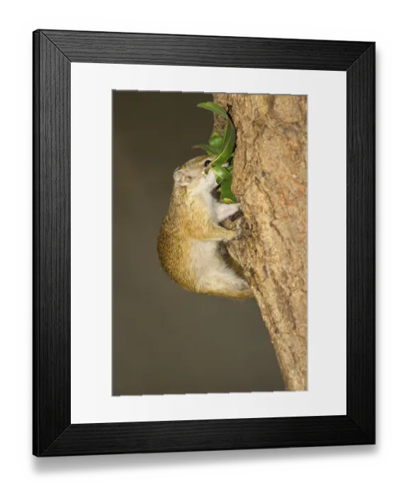 Framed Print : South African smith's bush squirrel (Paraxerus cepapi) adult