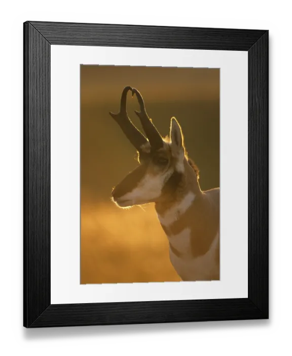 Framed Print : Pronghorn, pronghorns, pronghorn antelope