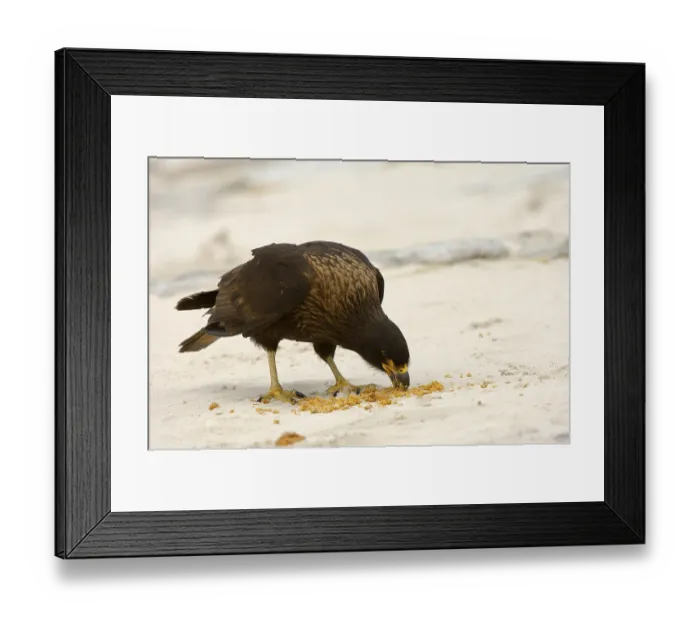 Framed Print : Falkland's Caracara, Falkland's Caracara Framed Print : Falkland's Caracara, Falkland's Caracara