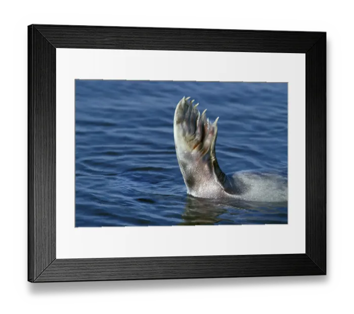 Framed Print : Seal, Common seal, harbor seals (Phoca vitulina)