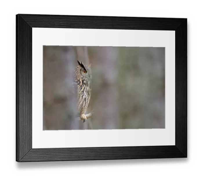 Framed Print : Eurasian eagle-owl (Bubo bubo) Framed Print : Eurasian eagle-owl (Bubo bubo)