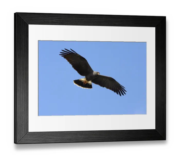 Framed Print : Snail Kite, Snail Harriers, Birds of Prey