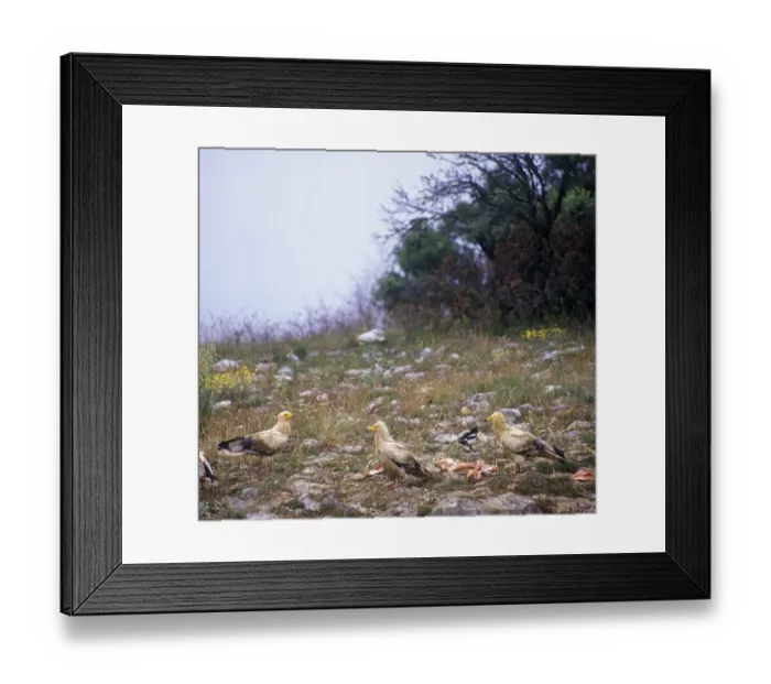 Framed Print : Egyptian vulture (Neophron percnopterus) Three on the ground of bones Framed Print : Egyptian vulture (Neophron percnopterus) Three on the ground of bones