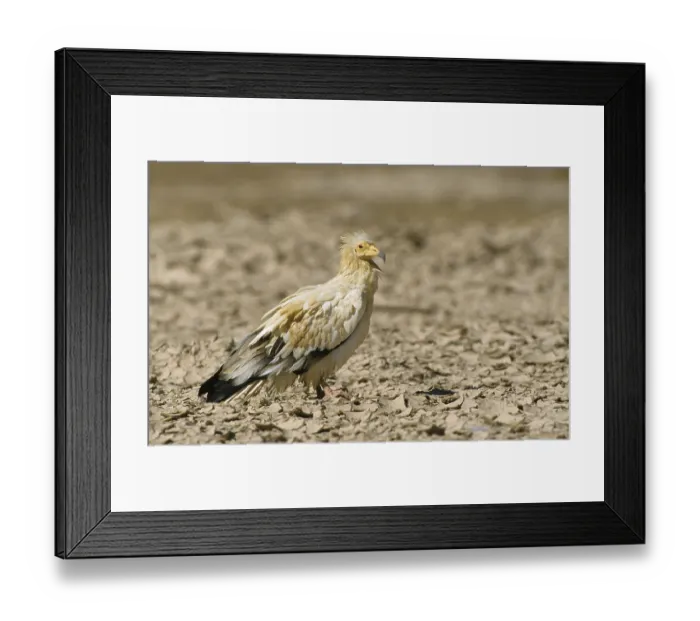 Framed Print : Egyptian vulture (Neophron percnopterus)