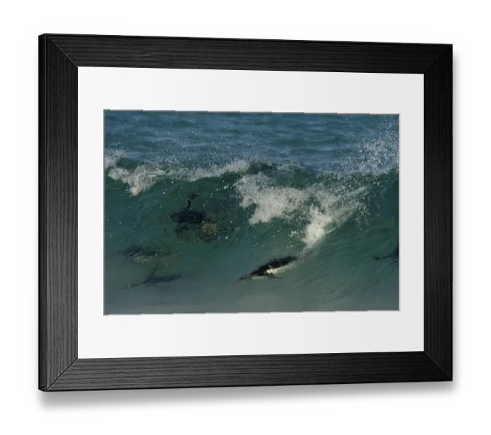 Framed Print : Gentoo penguin (Pygoscelis papua) adult
