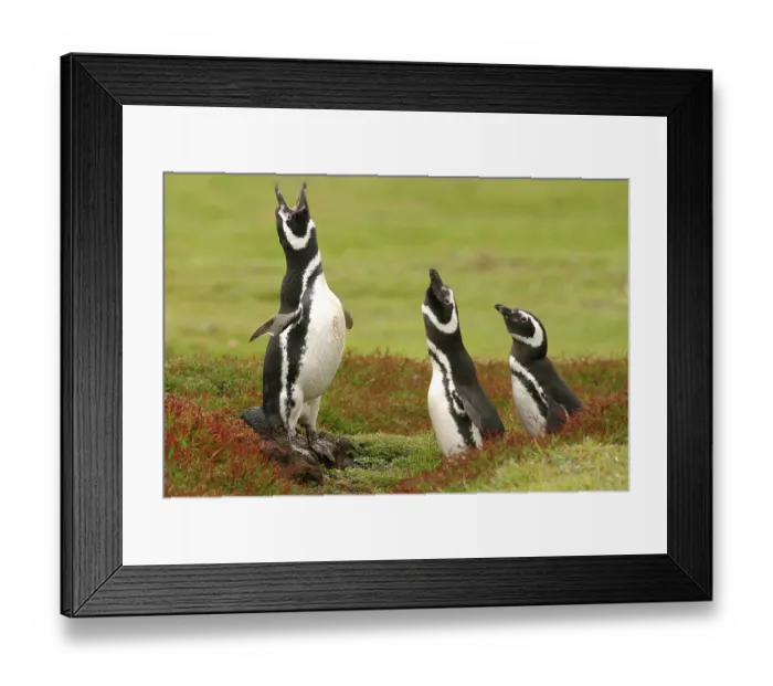 Framed Print : Magellanic penguin (Spheniscus magellanicus) three adults Framed Print : Magellanic penguin (Spheniscus magellanicus) three adults