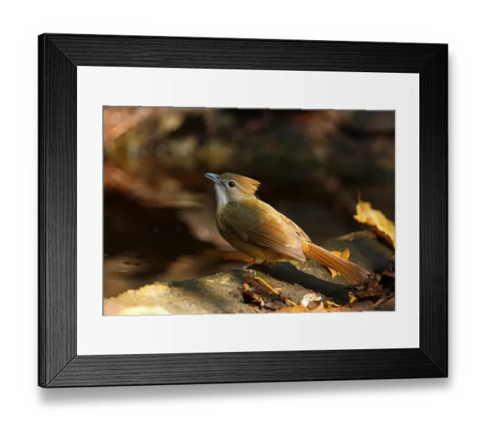 Framed Print : Rusty-bellied Bulbul, Rusty-bellied Bulbul