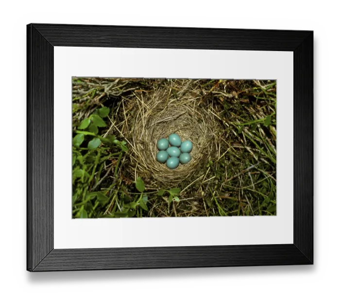 Framed Print : Whinchat (Saxicola rubetra), songbirds