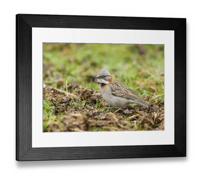 Framed Print : Rufous-collared sparrows (Zonotrichia capensis) Framed Print : Rufous-collared sparrows (Zonotrichia capensis)