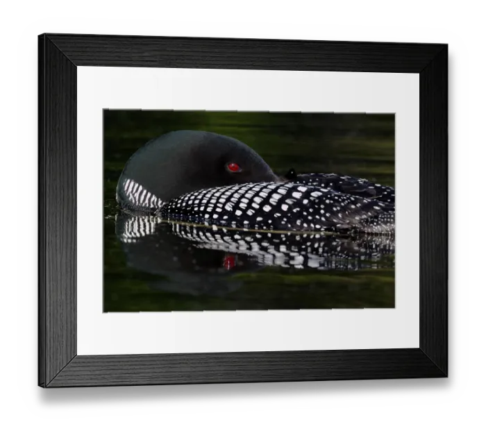 Framed Print : Great Northern great northern loon (Gavia immer) adult