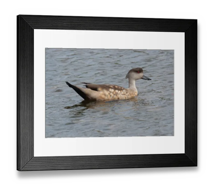 Framed Print : Crested duck (Lophonetta specularioides) adult male