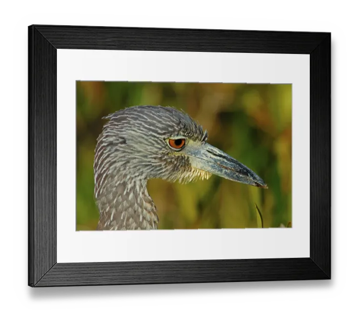 Framed Print : Yellow-crowned night heron (Nyctanassa violacea) Framed Print : Yellow-crowned night heron (Nyctanassa violacea)