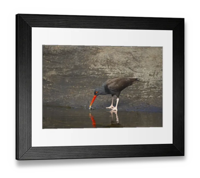 Framed Print : Black black oystercatcher (Haematopus bachmani) adult