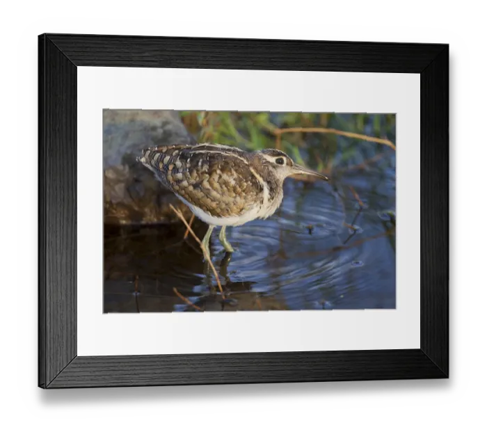 Framed Print : Greater Painted-snipe (Rostratula benghalensis) adult male