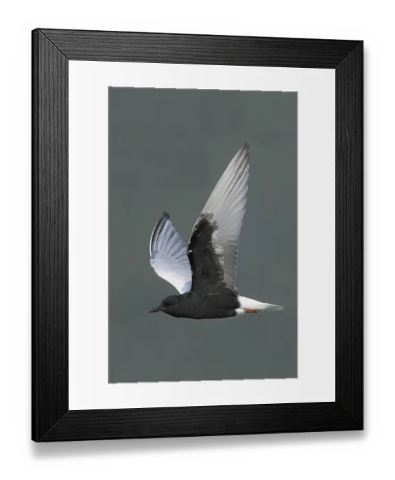 Framed Print : White-winged Black Tern (Chlidonias leucoptera) adult Framed Print : White-winged Black Tern (Chlidonias leucoptera) adult