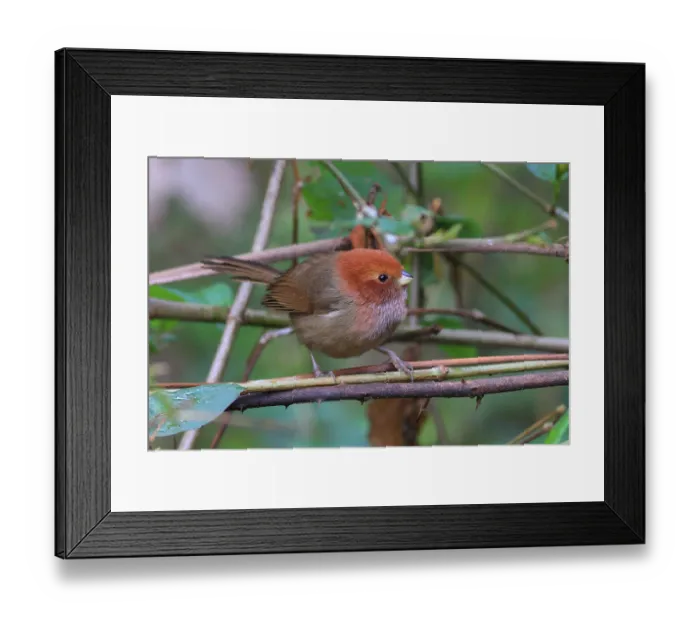 Framed Print : Brown-winged Parrotbill (Paradoxornis brunneus) adult