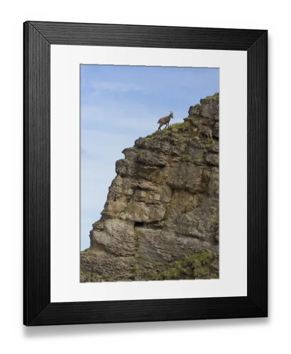 Framed Print : Capra ibex ibex, alpine ibex, alpine ibexes (Capra ibex)