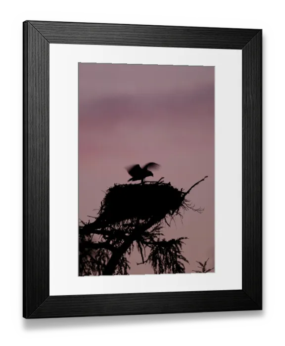 Framed Print : Western osprey (Pandion haliaetus) chick
