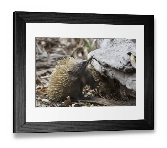 Framed Print : Short-beaked echidna (Tachyglossus aculeatus) adult